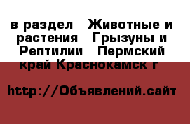  в раздел : Животные и растения » Грызуны и Рептилии . Пермский край,Краснокамск г.